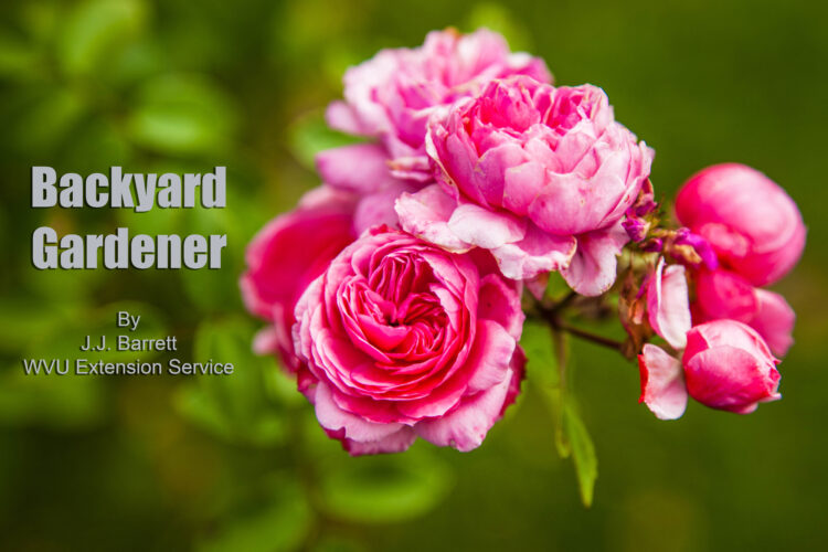 Peonies: An old tyme favorite in the garden